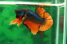 I fish image by alhazm salemi from fotolia.com. How To Take Care Of A Betta Fish Pet Life Today