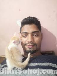 Determining what your mixed breed cat is also relies heavily on expressed behaviors. Pets Mixed Breed Kitten Chattogram Bikrisohoj Com