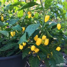 Banana peppers get their name from their color and shape which resemble that of a banana. Growing Hot Peppers In Garden Beds And Containers