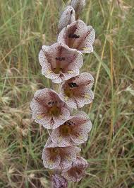 Image result for Gladiolus ecklonii