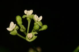 Image result for Grevea