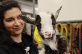 As a virologist, Michael Oglesbee, DVM, PhD, has led a 25-year research  program examining infection outcomes relevant to a broad spectrum of human  and animal viral pathogens. As the Director of Ohio