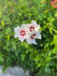 Image result for Heteromorpha involucrata