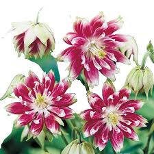 Image result for Aquilegia vulgaris `Tower Mix`