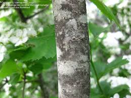 Maybe you would like to learn more about one of these? Plant Identification Closed Native Texas Tree Id 1 By Eatmyplants