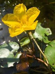 Image result for Nymphoides milnei