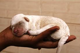 You need to see these pictures they are very important. Puppy Stages A Week By Week Guide To Caring For A Newborn Puppy Care Com
