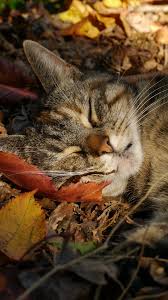 Desktop Hintergrundbilder Katzen Blatt Herbst Schlafen 1080x1920 Download free and enjoy amazing pictures picked for you. desktop hintergrundbilder katzen blatt
