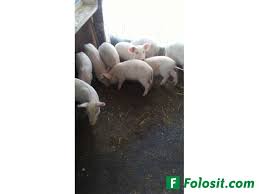 400 x 300 jpeg 135 кб. Vand Purcei Mari Si Mici Alte Animale De Companie Galati Galati Anunt 46052