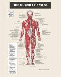 Attached to the bones of the skeletal system are about 700 named muscles that make up roughly half of a person's body weight. 57 Names Of Muscles Ideas Muscle Anatomy Anatomy And Physiology Human Anatomy