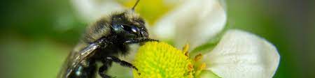 Mason bees, as well as many other types of flying pollinators, see yellow clearly. Learn About Spring Mason Bees