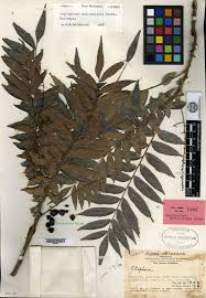 Image result for Lepisanthes