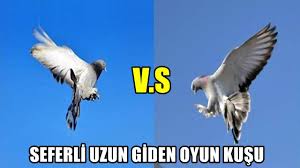 Oyun Kusu Videolari 2020 Uzun Giden Seferli Oyun Kusu Youtube