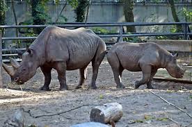 Im zoologische garten sowie im zoo aquarium in berlin erleben die besucher die eindrucksvolle welt der tiere und meeresbewohner aus aller welt. Zoologischer Garten Berlin Zu Neuen Horizonten Filander Verlag