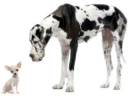 Conoscere a fondo i loro pregi e difetti vi aiuterà a decidere quali tipi di cani di taglia. Cani Da Appartamento E Cani Da Giardino