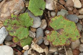 Image result for Scrobipalpula diffluella