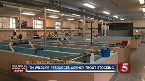 Twra Stocking Counties With Rainbow Trout Rainbow Trout Trout Trout Stocking
