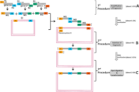 Schematic Diagram And Flowchart Of Oepr Cloning For