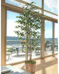 Image result for Ficus benjamina