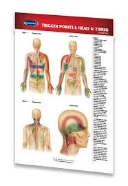 Details About Trigger Points I Chart Head Torso Acupuncture Pocket Chart Quick Reference