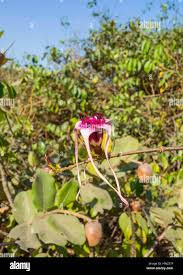 Image result for Strophanthus sarmentosus