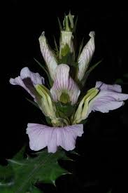 Image result for Acanthus montanus