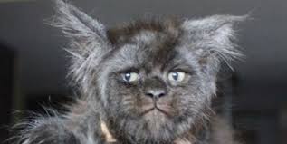 Insan Yuzlu Kedi Gorenleri Soke Etti