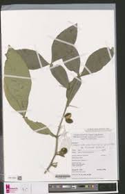 Image result for Citropsis