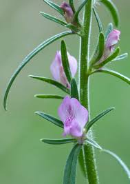 Image result for Misopates