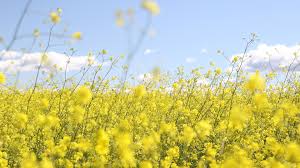As always, you can stay up to date with met éireann's weather and warnings by monitoring the following pages on our website and please sign up for weather warning. When Does Spring Start Met Office