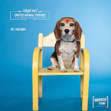 $220 off $300 headshots at donzell photography inc. Pet Portraits On Seamless Paper Savage Universal