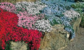 Phlox, creeping phlox, moss phlox, mountain phlox, moss pink, garden phlox, perennial phlox also susceptible to powdery mildew, leaf spot, rust, and root/crown/stem rots. Up To 40 Off On Tricolor Creeping Phlox 5 Pk Groupon Goods