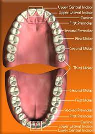 Family S Campus Parents Of Children Aged 6 Or Below Mixed Dentition Stage The Alignment And Eruption Time Of Permanent Teeth Third Molar Molars Teeth