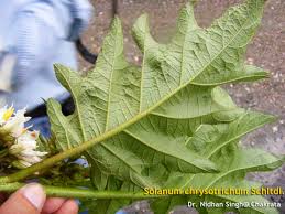 Image result for Solanum chrysotrichum