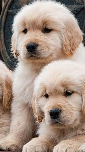 One golden retriever named bailey seemingly adopted himself a quartet of these cute little buns. Baby Golden Retrievers Wallpapers Wallpaper Cave
