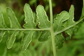 Image result for Histiopteris incisa