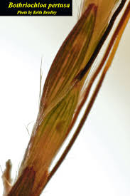 Image result for Bothriochloa