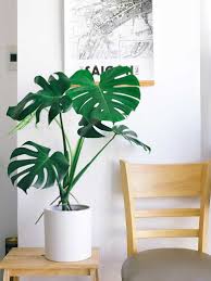 India's biggest online garden store. The 8 Best Indoor Plants For Homes In India Goodhomes Co In