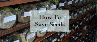 How To Save Seeds To Regrow Vegetables Seed Saving Seeds Garden Seeds