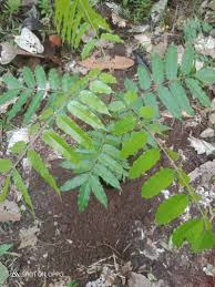 Image result for Allophylus ferrugineus