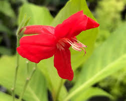 Image result for Ruellia brevifolia