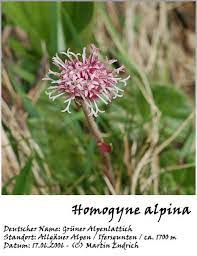 Homogyne Alpina Asteraceae Europe From Britain Portugal To Ukraine Plants Alpina Britain
