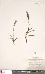 Image result for Kyllinga merxmuelleri