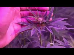 Flowering Stage Week 1 And 2 Youtube