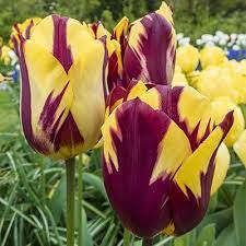 Triumph Tulip Helmar Bright Yellow With Deep Red Flames Triumph Tulips Are The Result Of Crossing The Long Stemmed Da Bulb Flowers Part Shade Flowers Flowers