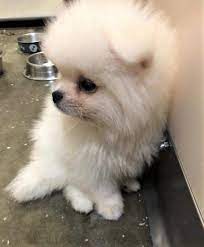 Affordable & healthy pomeranian puppies for sale from certified breeders. Cbp And Cdc At Lax Stop Attempt To Smuggle Eight Pomeranian Puppies From Russia U S Customs And Border Protection
