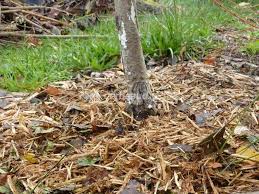 Quels Engrais Naturels Et Bio Apporter Aux Arbres Fruitiers Comment Et Quand Fertiliser Conseils Pour Enrichir Le S Arbre Fruitier Engrais Naturel Fruitier