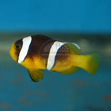 Image result for Sebaea junodii