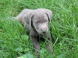 Find the perfect puppy for you and your family. Silver Labrador Puppies In Des Moines Iowa Akc For Sale In Davenport Iowa Classified Americanlisted Com