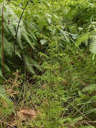 Image result for Lycopodiella caroliniana